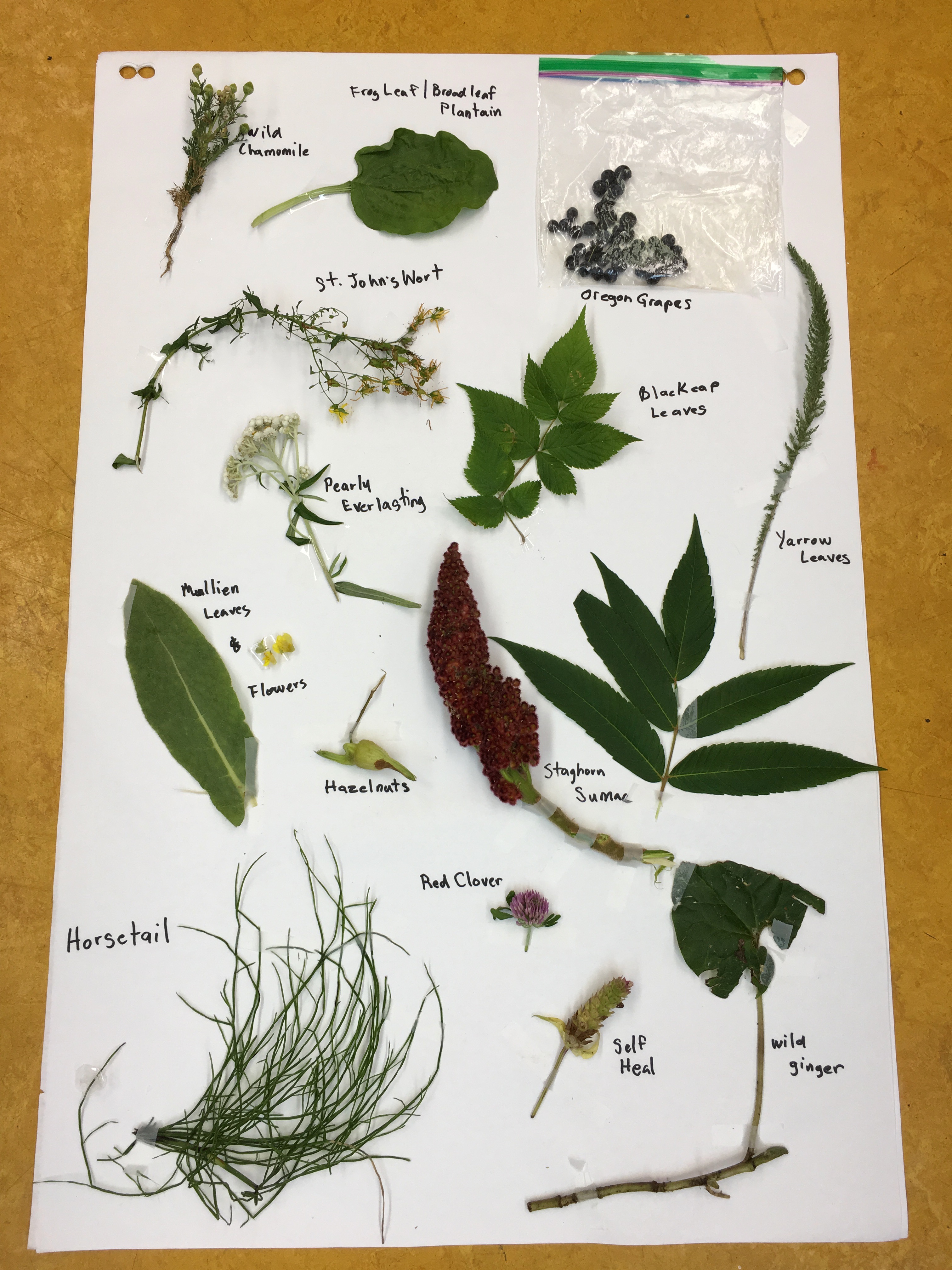 Salish Ethnobotany — VMF Cease Wyss