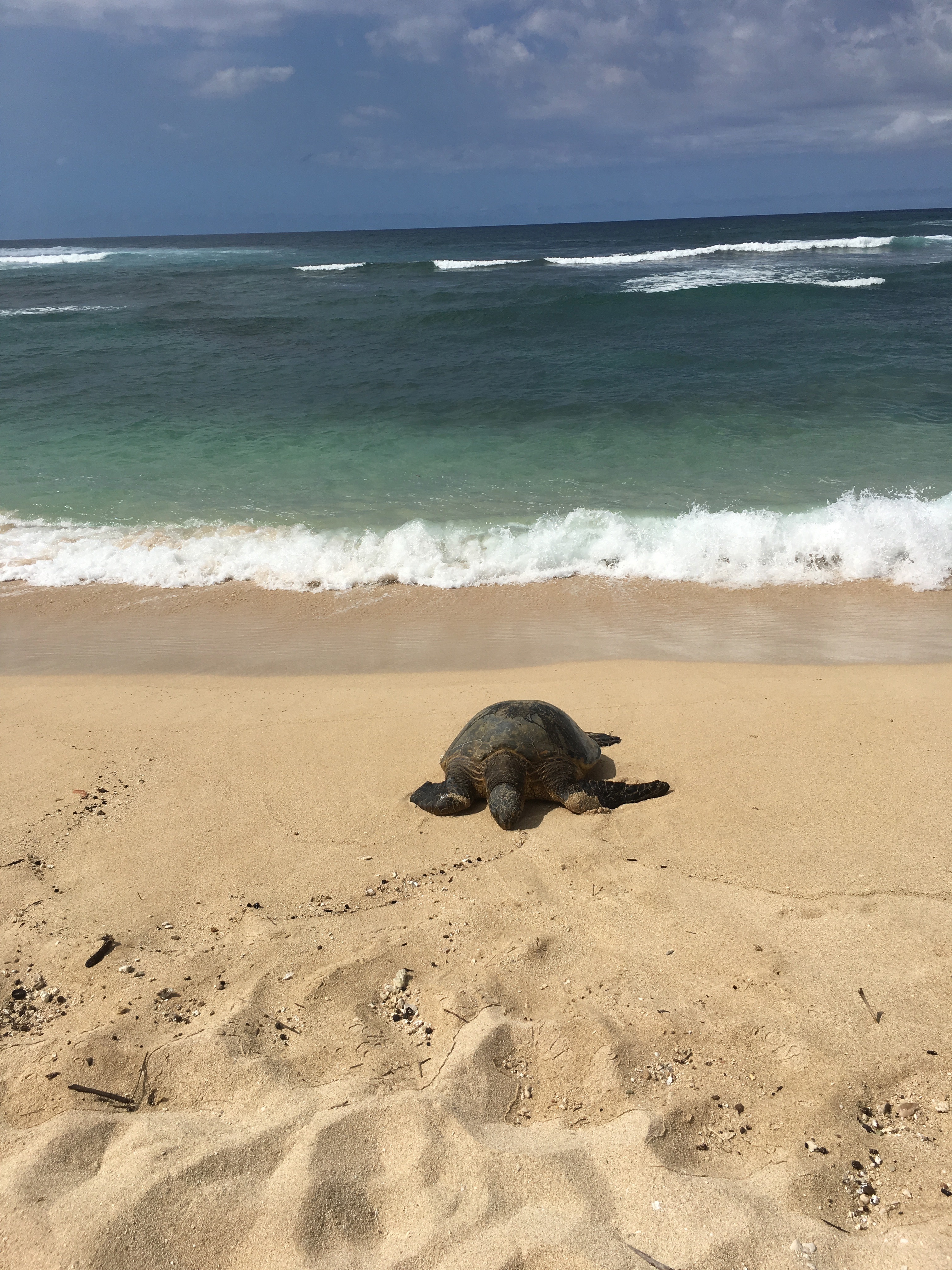 Ocean Literacy, Sea Turtle