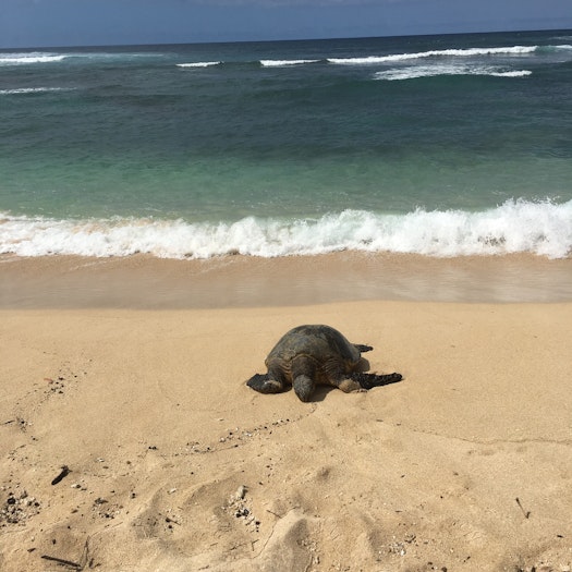 Ocean Literacy, Sea Turtle